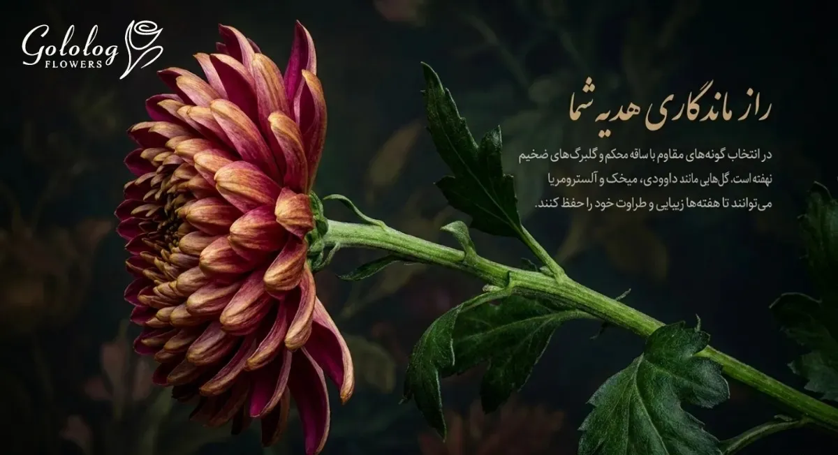 راز ماندگاری گل طبیعی؛ ماندگارترین گل ها برای هدیه